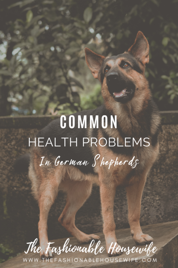 Common Health Problems in German Shepherds And How To Fix Them