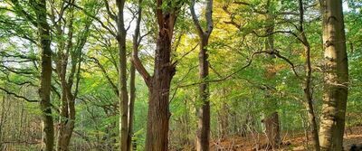 The Hidden Life of Trees