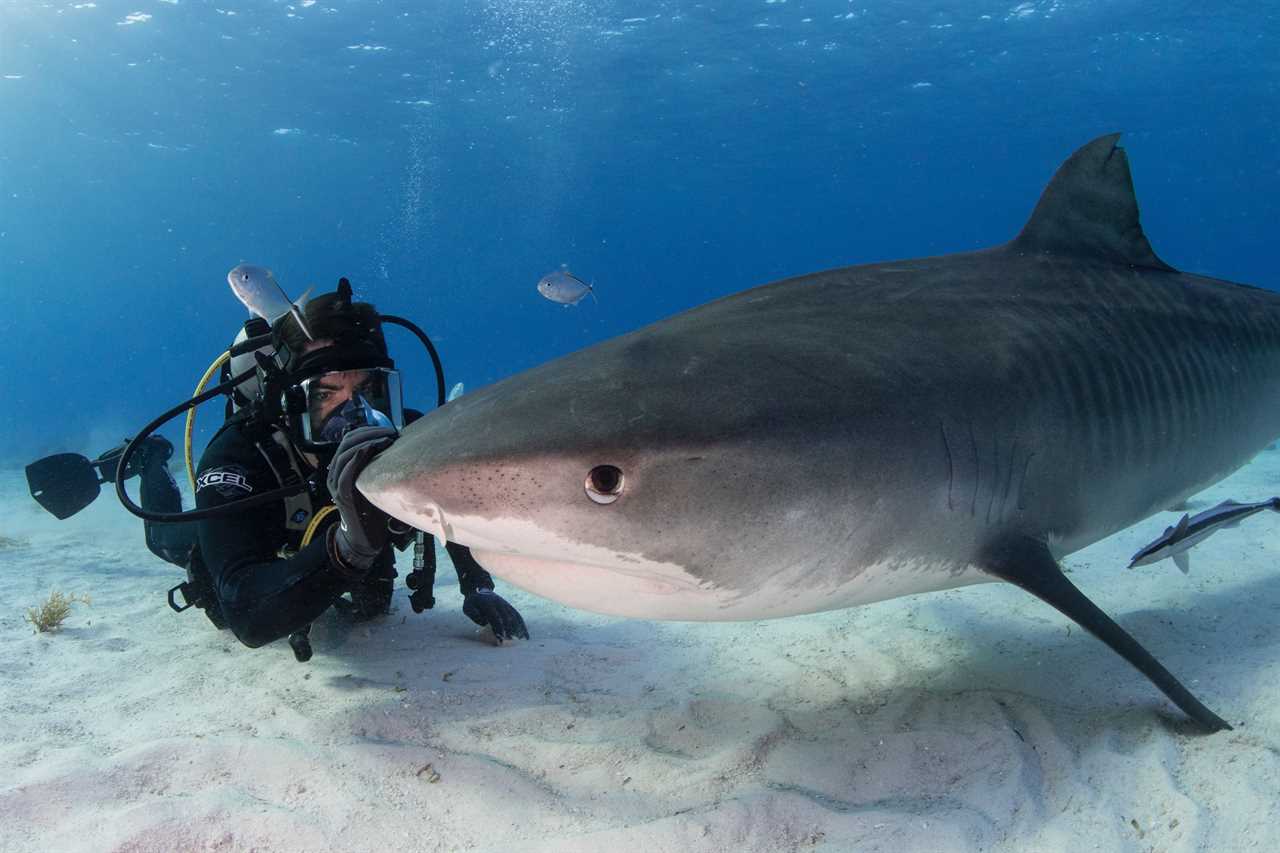 Eli Roth on Fin and Why It’s So Important We Save Sharks