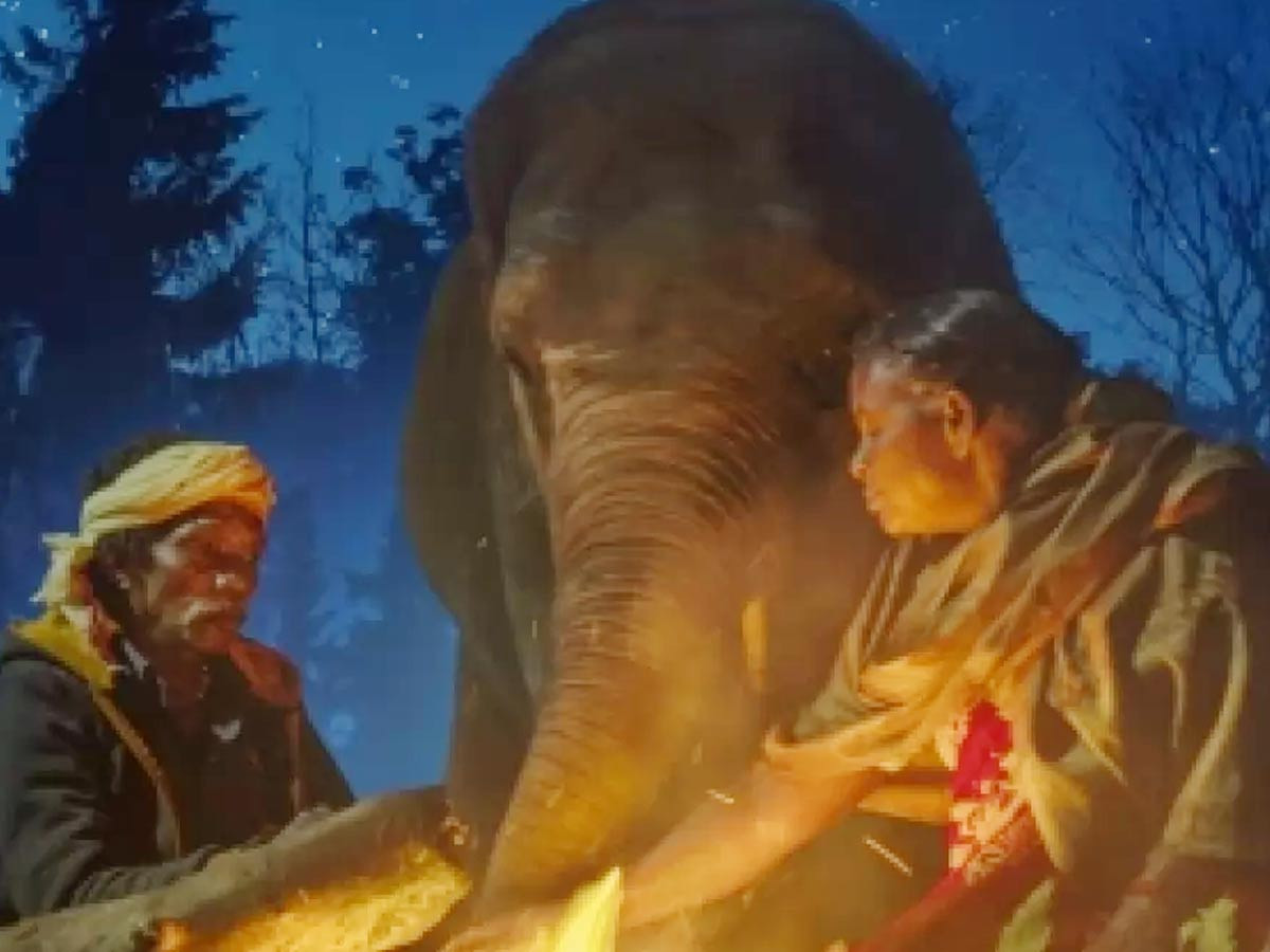 The Elephant Whisperers