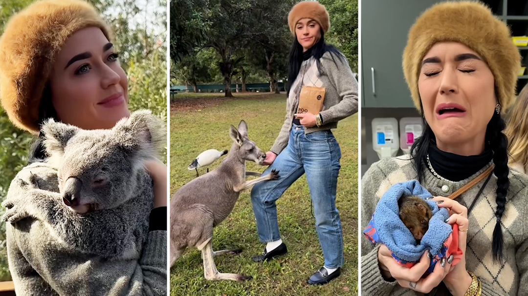 Katy Perry feeds a kangaroo at Australia Zoo